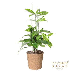 DRACAENA SURCULOSA P17