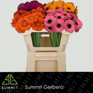 Germini Mix Rebel Water