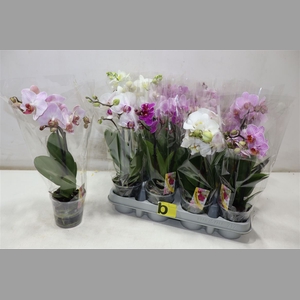 Phal Gem