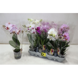 Phal Gem