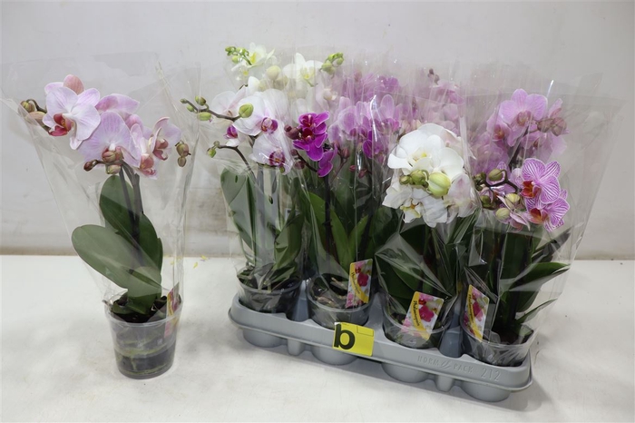 <h4>Phal Gem</h4>