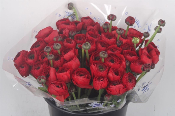 <h4>Ran... Su Tango Super X50</h4>