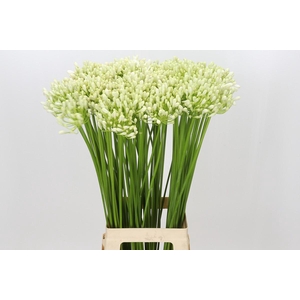 Agapanthus Casablanca