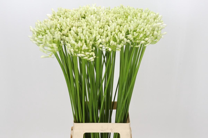 <h4>Agapanthus Casablanca</h4>