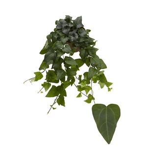 Hedera He Mein Herz Beperkt leverbaar
