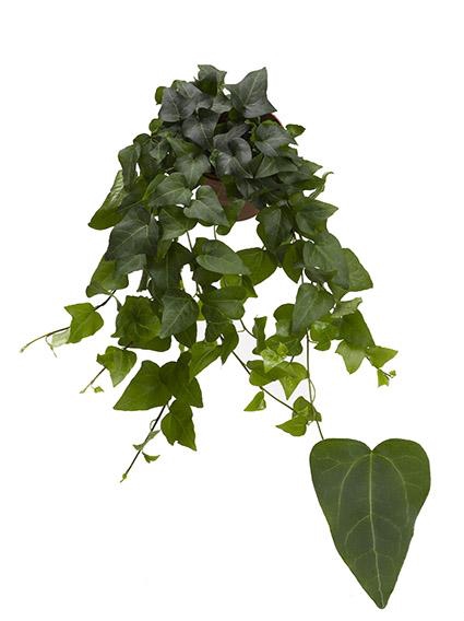 <h4>Hedera He Mein Herz Beperkt leverbaar</h4>