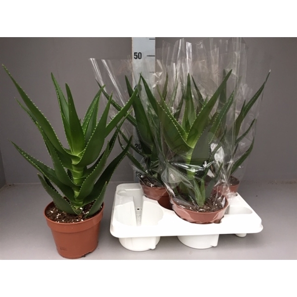 <h4>Aloe delaetti</h4>