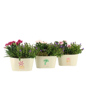 31605: Outdoor summer arrangement