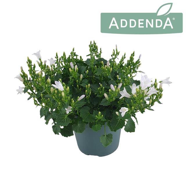 <h4>Campanula Ambella white</h4>