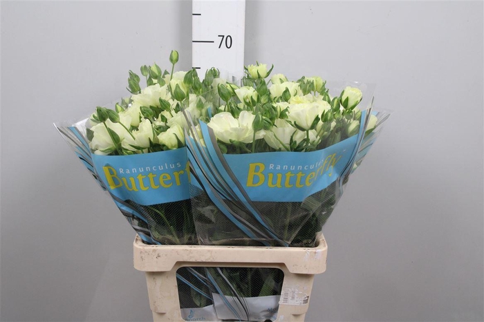 <h4>Ran Butterfly Litai</h4>