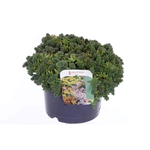 Sedum album Coral Carpet