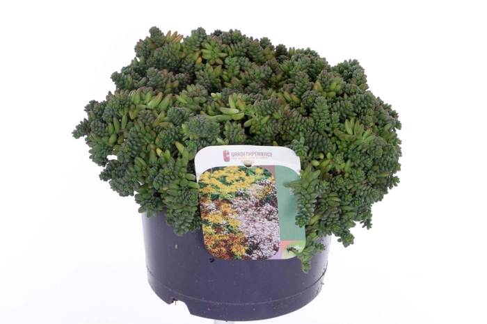 <h4>Sedum album Coral Carpet</h4>