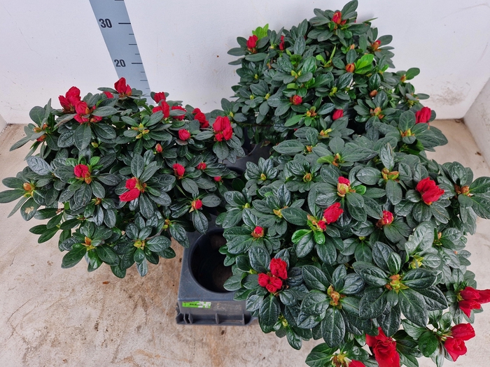 <h4>RHODO SI OTTO</h4>