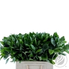 Ruscus Hypophyllum 60cm Doos