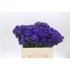 Limonium Navy Sun Birds