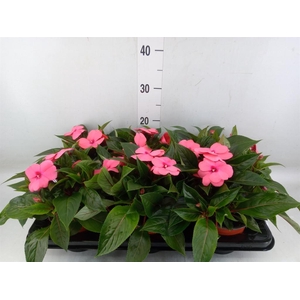 Impatiens NG 'ColPow Salmon'