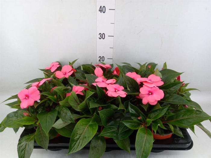 <h4>Impatiens NG 'ColPow Salmon'</h4>