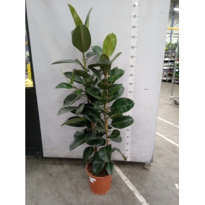 Ficus elastica 'Robusta'