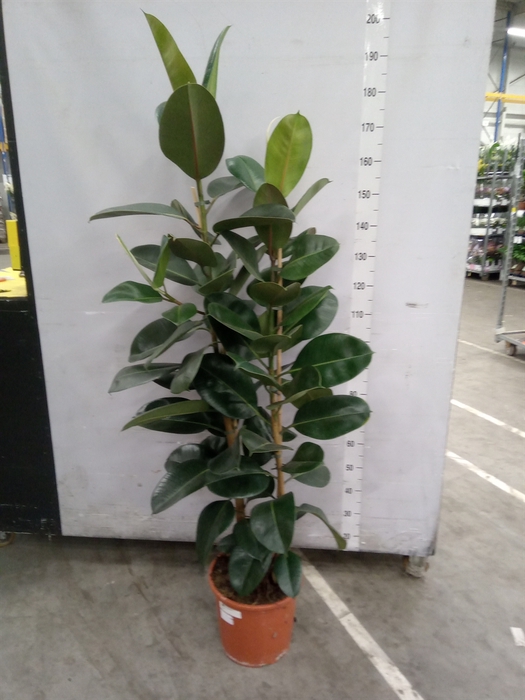 <h4>Ficus elastica 'Robusta'</h4>