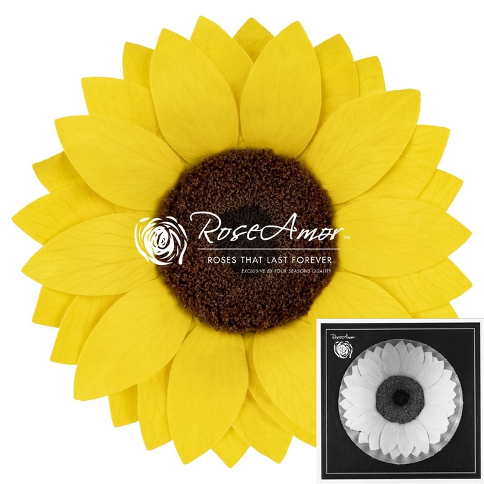 <h4>Sunflower Xxl Yel02</h4>