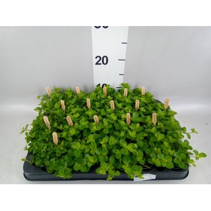 Peperomia rotundifolia