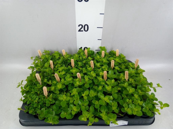 <h4>Peperomia rotundifolia</h4>