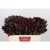 Leucadendron Saf Sunset Dark R.