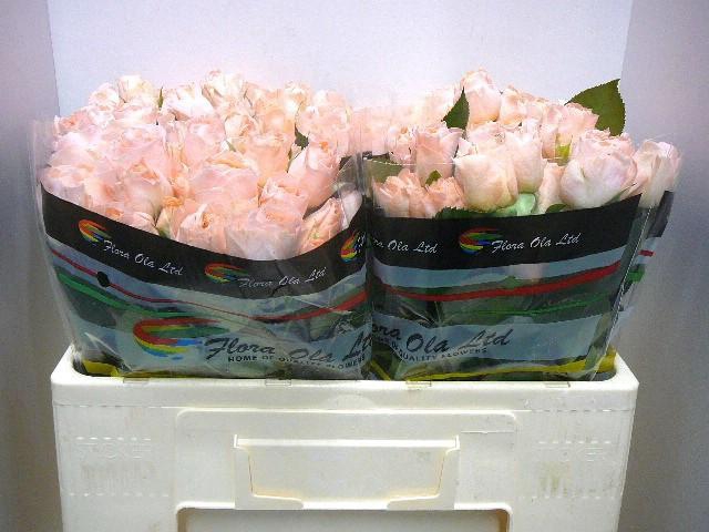 <h4>R TR VILLANDRY!</h4>