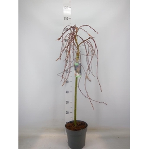 Salix caprea 'Kilmarnock'