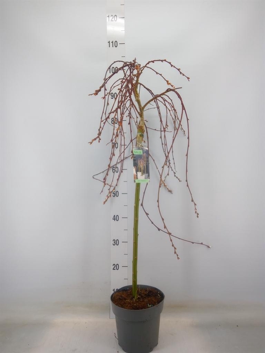 <h4>Salix caprea 'Kilmarnock'</h4>