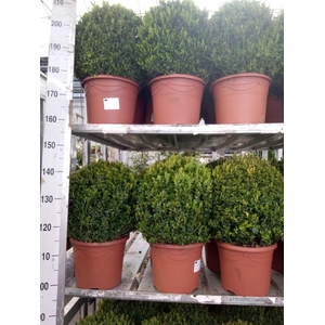 Buxus semp.   ...