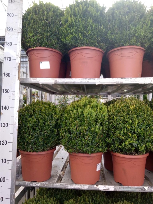 <h4>Buxus semp. ...</h4>