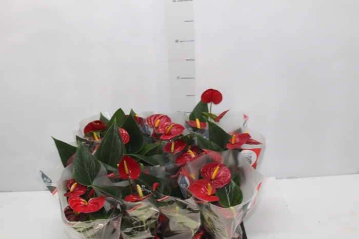 <h4>ANTHURIUM RED SUCCESS P09</h4>