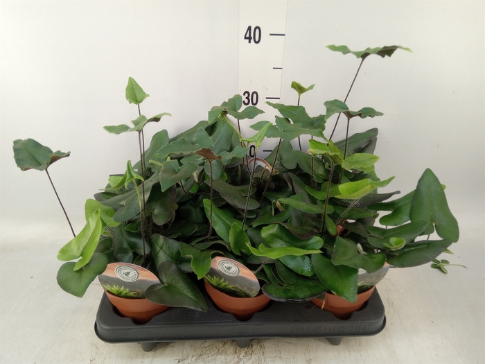 <h4>Hemionitis arifolia</h4>