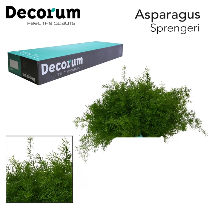 <h4>ASP SPRENGERI  45cm box  x50</h4>