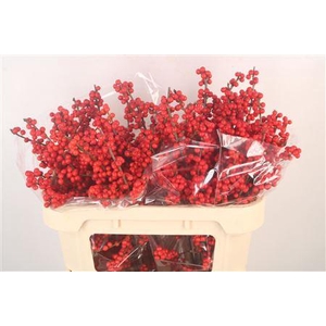 Ilex Verticilata Red X20