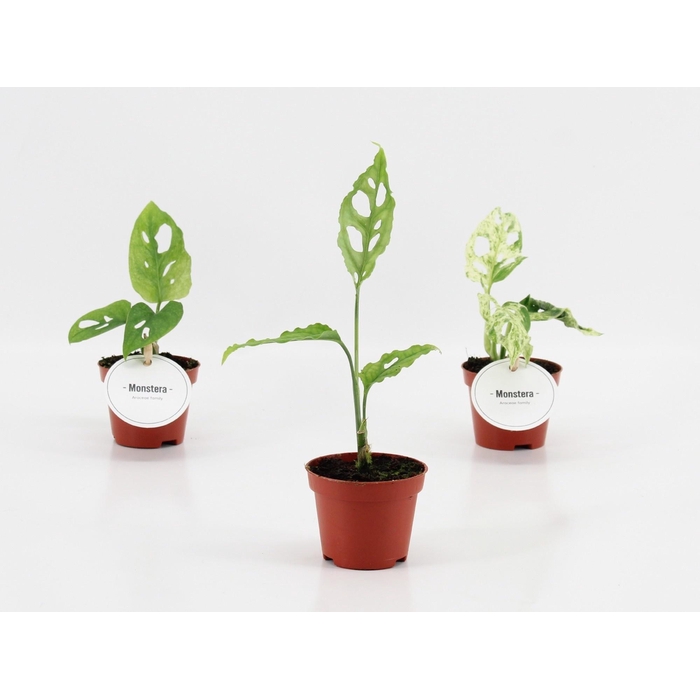 <h4>MONSTERA OV</h4>