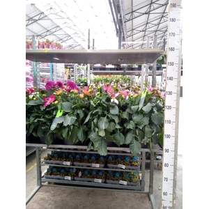 Dahlia DE 'XXL Aztec'   ...patio