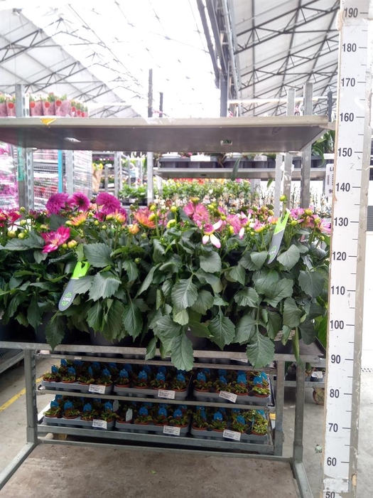 <h4>Dahlia DE 'XXL Aztec'   ...patio</h4>