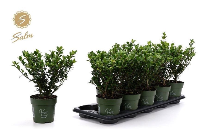 <h4>ILEX CRENATA JENNY</h4>