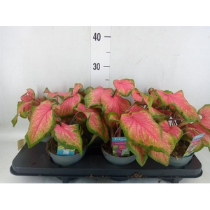 Caladium  'Bicolor Sweetheart'