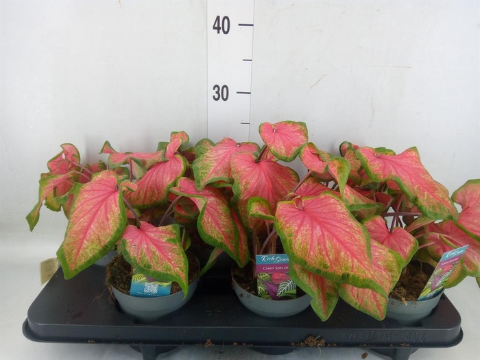 <h4>Caladium  'Bicolor Sweetheart'</h4>
