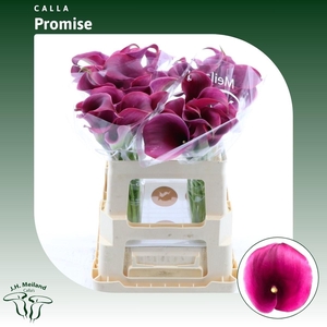 Calla Promise