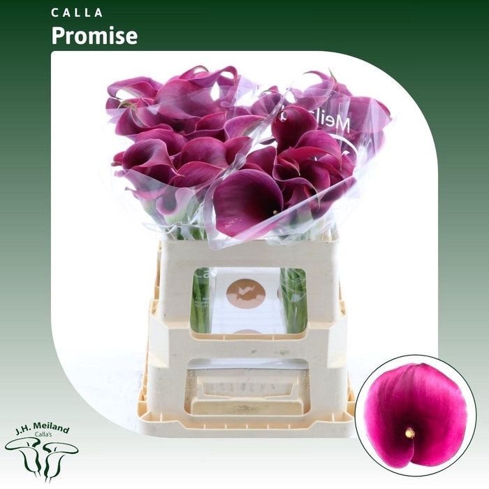<h4>Calla Promise</h4>