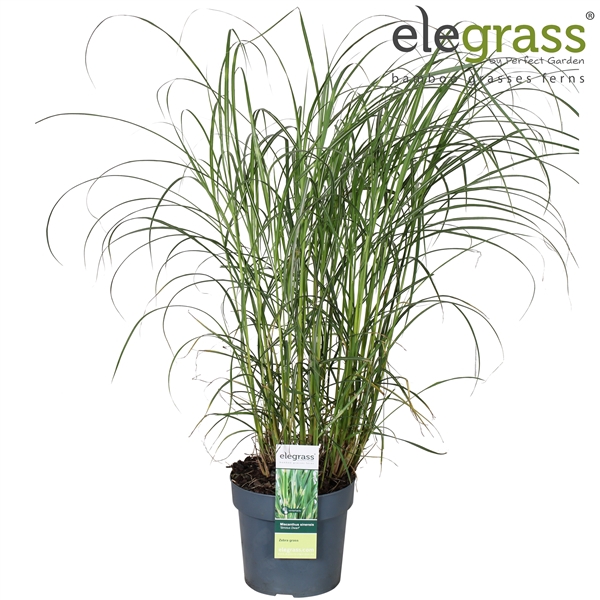 <h4>Miscanthus sinensis 'Strictus Dwarf' P19</h4>