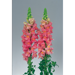 BOCA DE LEAO CALIMA PINK 070 CM PIN