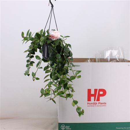 <h4>Aeschynanthus 'Mona Lisa'</h4>
