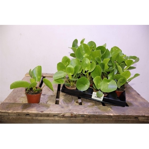 arr8 Pilea Peperomioides
