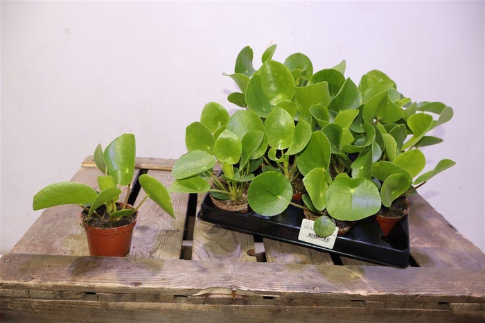 <h4>arr8 Pilea Peperomioides</h4>