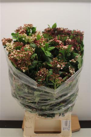 <h4>Viburnum Macrophil Bloei</h4>